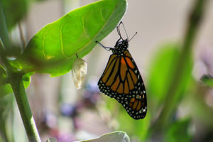Miranda butterfly